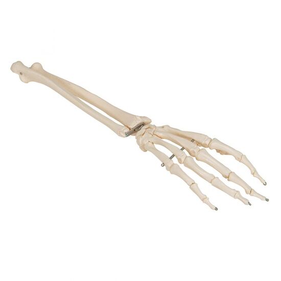 Human Hand Skeleton Model with Ulna & Radius, Wire Mounted – 3B Smart Anatomy