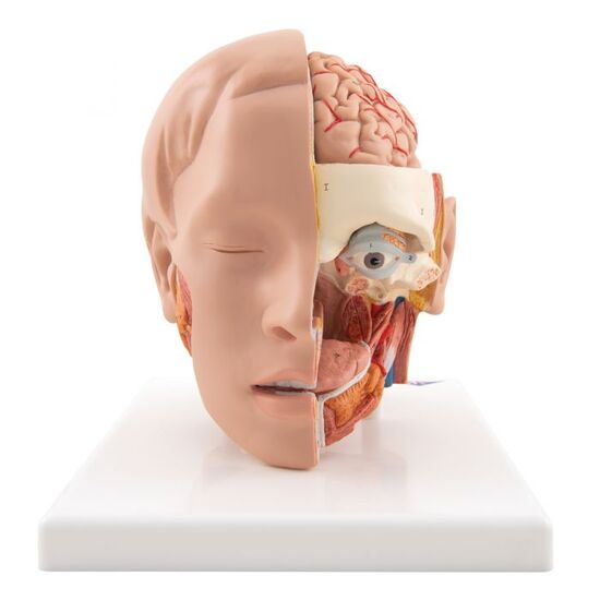 Human Head Model, 6 part – 3B Smart Anatomy