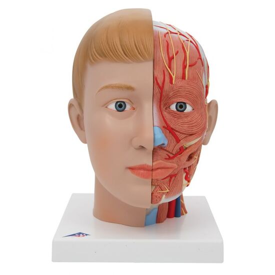 Human Head Model with Neck, 4 part – 3B Smart Anatomy