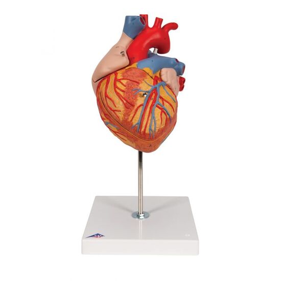 Human Heart Model, 2-times Life-Size, 4 part – 3B Smart Anatomy