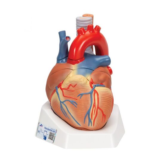 Human Heart Model, 7 part – 3B Smart Anatomy