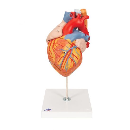 Human Heart Model with Esophagus and Trachea, 2 times Life-Size, 5 part – 3B Smart Anatomy