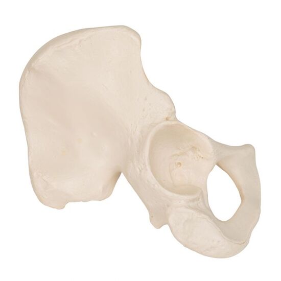 Human Hip Bone Model - 3B Smart Anatomy