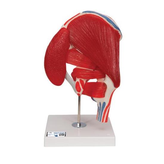 Human Hip Joint Model with Removable Muscles, 7 part - 3B Smart Anatomy