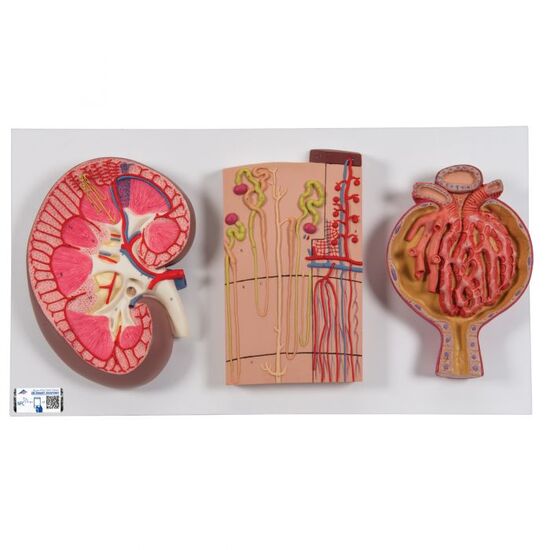Human Kidney Section Model with Nephrons, Blood Vessels Renal Corpuscle – 3B Smart Anatomy