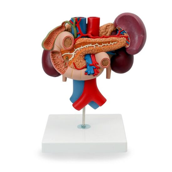 Human Kidneys Model with Rear Organs of Upper Abdomen, 3 part – 3B Smart Anatomy