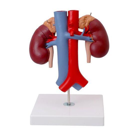 Human Kidneys Model with Vessels – 2 Part – 3B Smart Anatomy