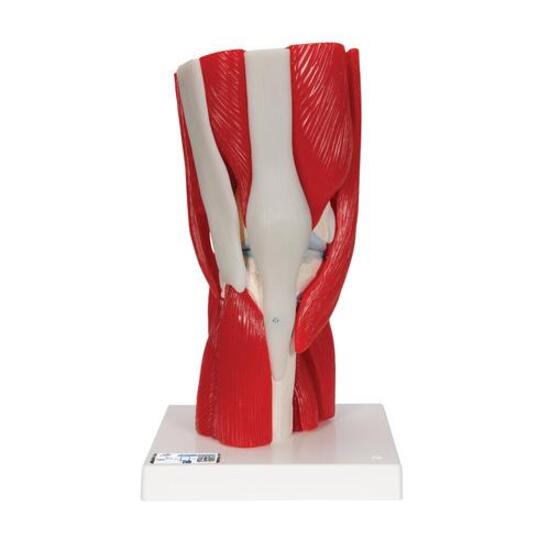 Human Knee Joint Model with Removable Muscles, 12 part – 3B Smart Anatomy