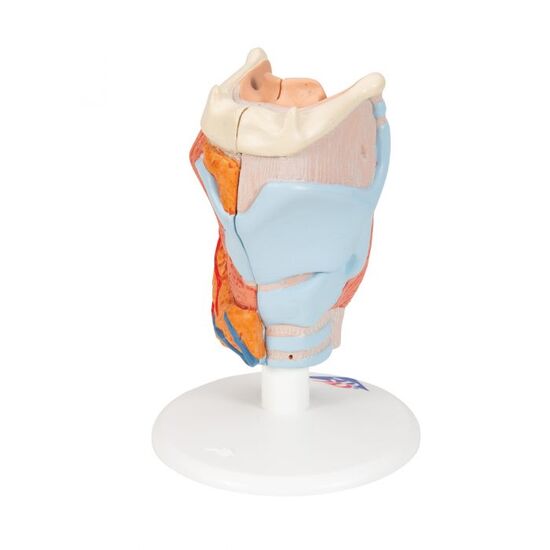 Human Larynx Model, 2 part - 3B Smart Anatomy