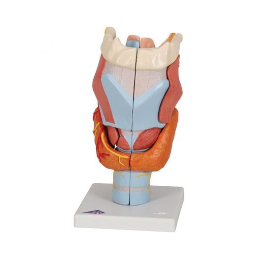 Human Larynx Model, 2 times Full-Size, 7 part – 3B Smart Anatomy