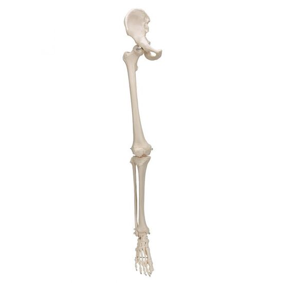 Human Leg Skeleton Model with Hip Bone – 3B Smart Anatomy