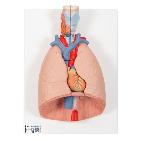 Human Lung Model with Larynx, 7 part – 3B Smart Anatomy