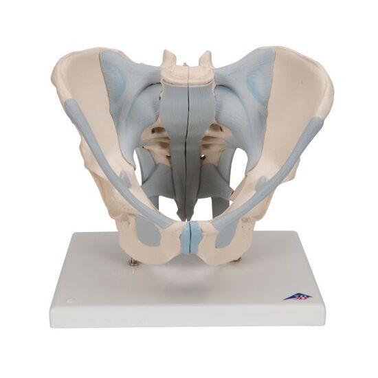 Human Male Pelvis Skeleton Model with Ligaments, 2 part – 3B Smart Anatomy