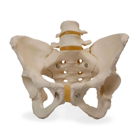 Human Male Pelvis Skeleton Model – 3B Smart Anatomy
