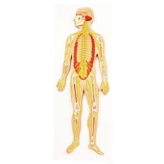 Human Nervous System Model, 1/2 Life-Size – 3B Smart Anatomy