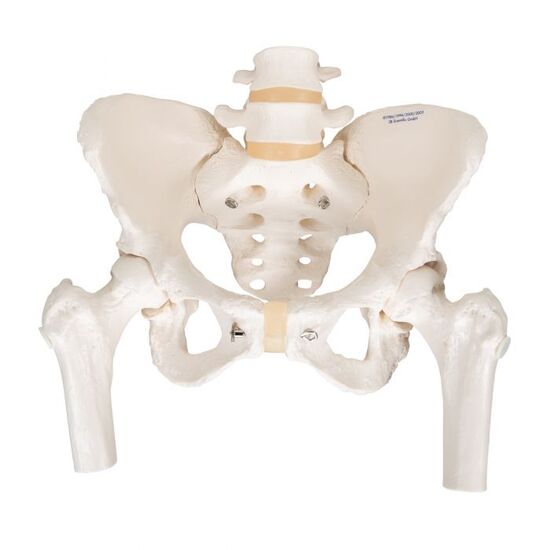 Human Pelvis Skeleton Model, Female with Movable Femur Heads – 3B Smart Anatomy
