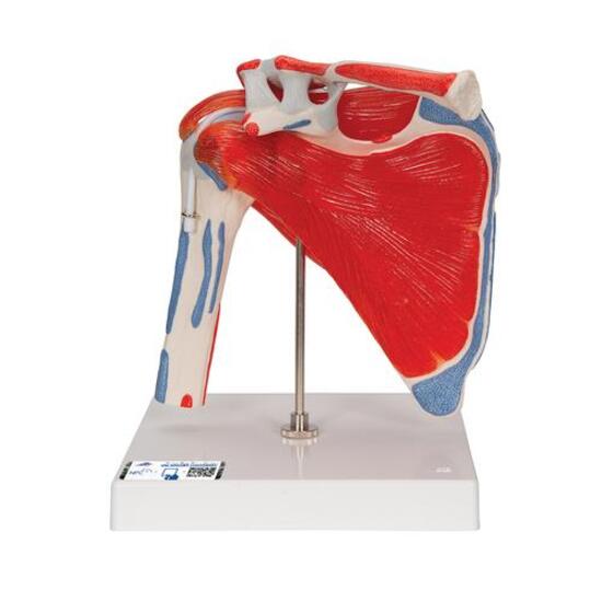 Human Shoulder Joint Model with Rotator Cuff & 4 Removable Muscles, 5 part – 3B Smart Anatomy