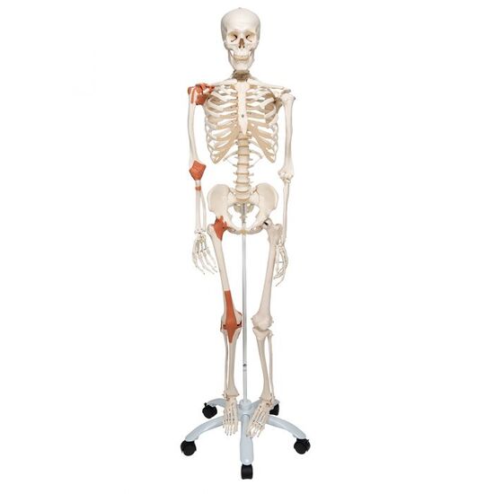 Human Skeleton Model Leo with Ligaments - 3B Smart Anatomy