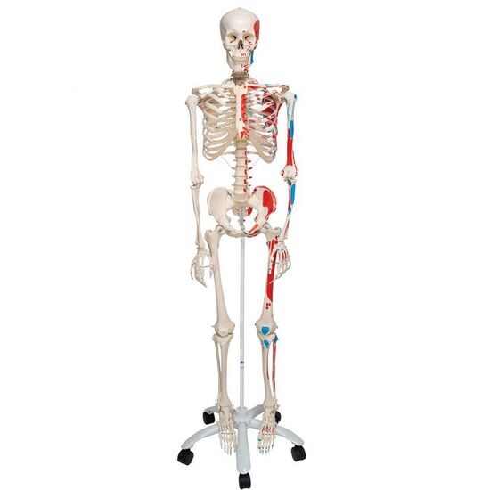 Human Skeleton Model Max with Painted Muscle Origins & Inserts - 3B Smart Anatomy