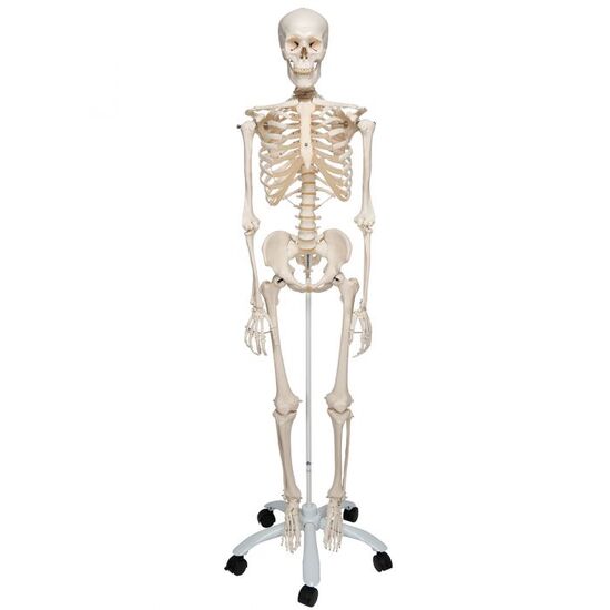 Human Skeleton Model Stan - 3B Smart Anatomy
