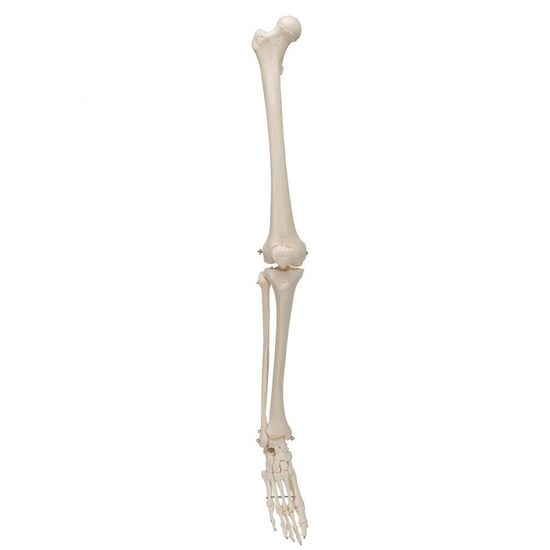 Human Skeleton of Leg with Foot, Wire Mounted - 3B Smart Anatomy