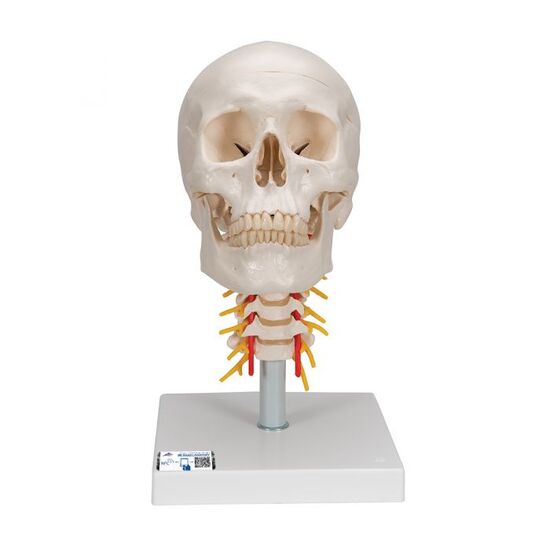 Human Skull Model on Cervical Spine, 4 part – 3B Smart Anatomy