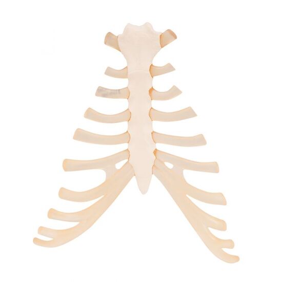 Human Sternum Model with Rib Cartilage - 3B Smart Anatomy