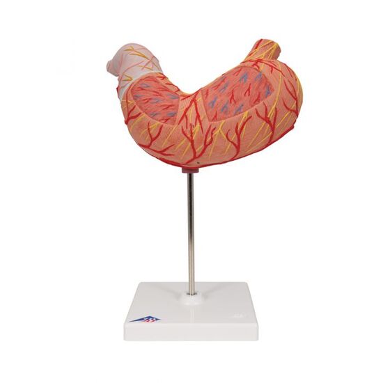 Human Stomach Model, 2 part – 3B Smart Anatomy