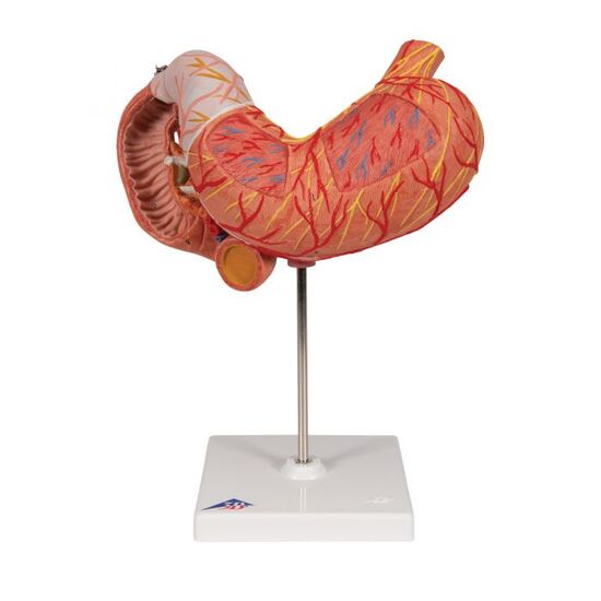 Human Stomach Model, 3 part – 3B Smart Anatomy