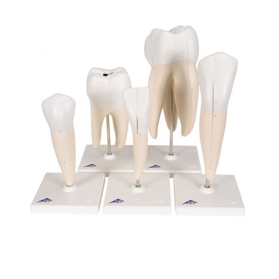 Human Tooth Models Set “Classic Series”, 5 Models – 3B Smart Anatomy