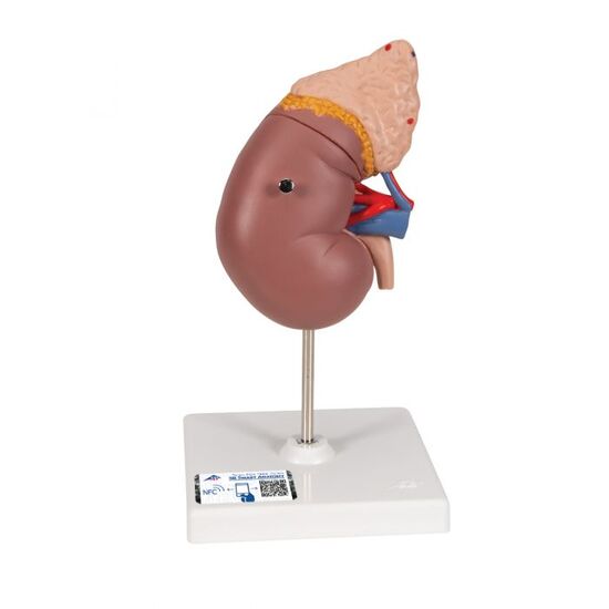 Kidney Model with Adrenal Gland, 2 part – 3B Smart Anatomy
