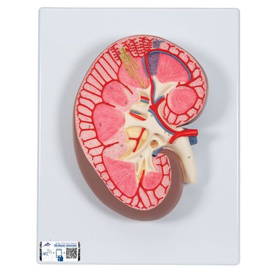 Kidney Section Model, 3 times Full-Size – 3B Smart Anatomy
