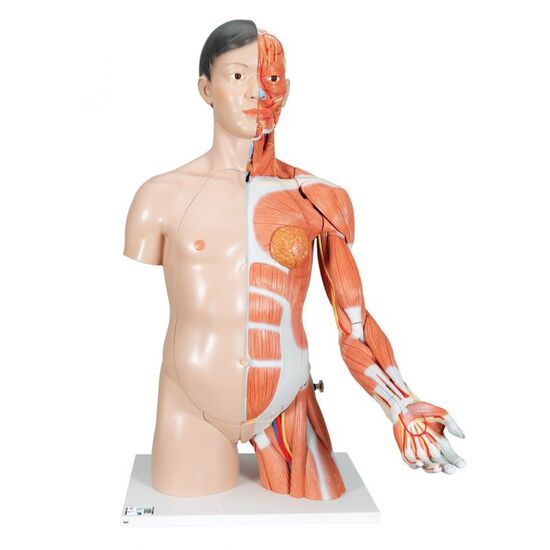 Life-Size Asian Dual Sex Human Torso Model with Muscular Arm, 33 part – 3B Smart Anatomy