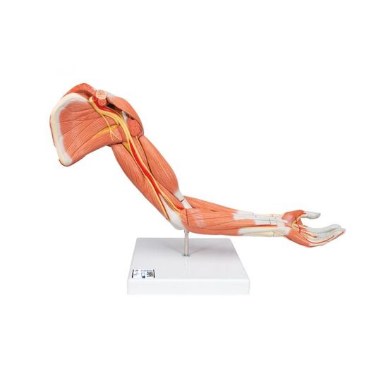 Life-Size Deluxe Muscle Arm Model, 6 part – 3B Smart Anatomy