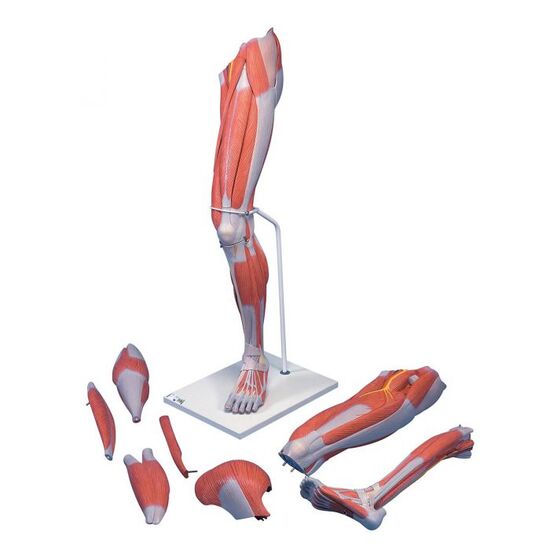 Life-Size Deluxe Muscle Leg Model, 7 part – 3B Smart Anatomy
