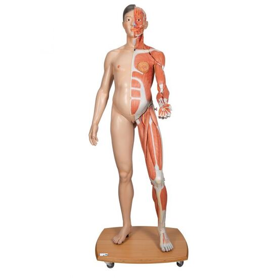 Life-Size Dual Sex Asian Human Figure, Half Side with Muscles, 39 part – 3B Smart Anatomy