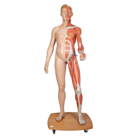 Life-Size Dual Sex Human Figure, Half Side with Muscles, 39 part – 3B Smart Anatomy