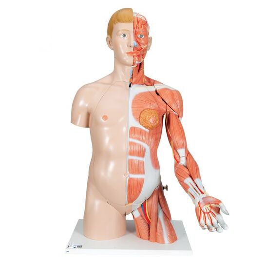 Life-Size Dual Sex Human Torso Model with Muscle Arm, 33 part – 3B Smart Anatomy