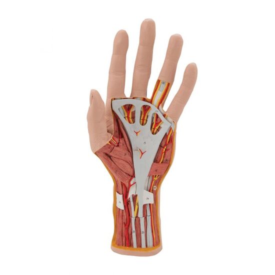 Life-Size Hand Model with Muscles, Tendons, Ligaments, Nerves & Arteries, 3 part – 3B Smart Anatomy