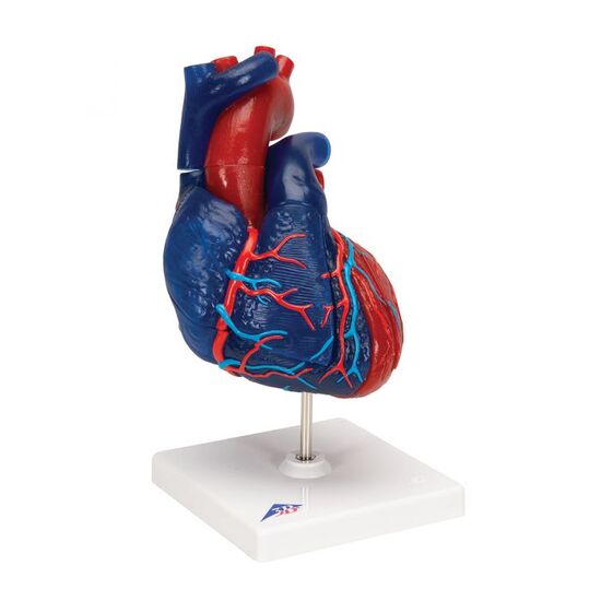 Life-Size Human Heart Model, 5 parts – 3B Smart Anatomy