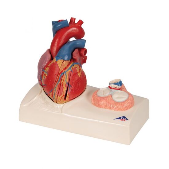 Life-Size Human Heart Model, 5 parts with Representation of Systole – 3B Smart Anatomy