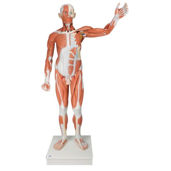 Life-Size Human Male Muscular Figure, 37 part - 3B Smart Anatomy