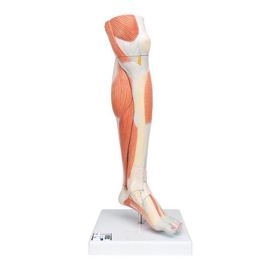 Life-Size Lower Muscle Leg Model with Detachable Knee, 3 part – 3B Smart Anatomy