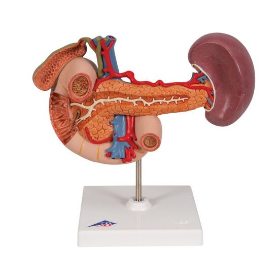 Life-Size Model of Rear Organs of Upper Abdomen – 3B Smart Anatomy