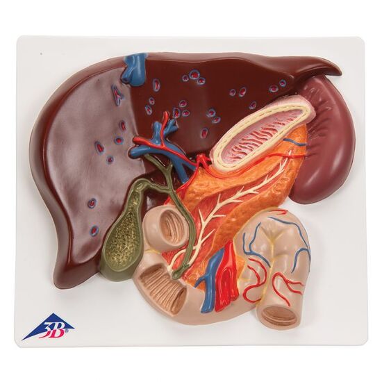 Liver Model with Gall Bladder, Pancreas & Duodenum – 3B Smart Anatomy