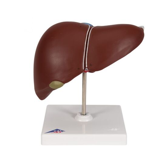 Liver Model with Gall Bladder – 3B Smart Anatomy