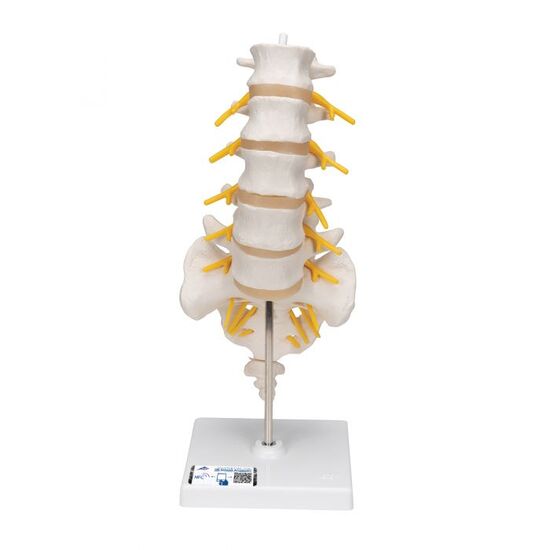 Lumbar Human Spinal Column Model – 3B Smart Anatomy