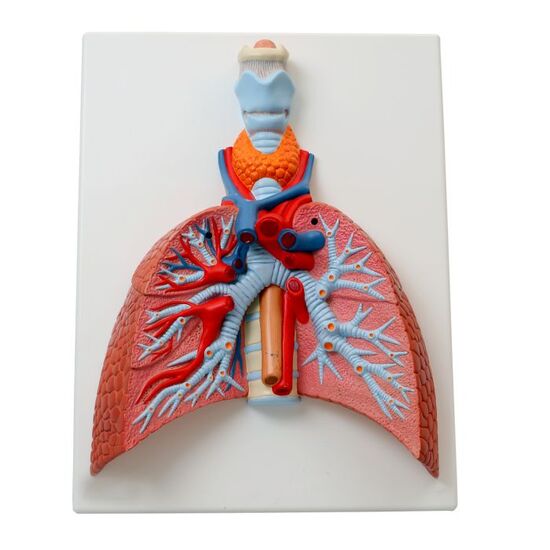 Lung Model with Larynx, 5 part – 3B Smart Anatomy