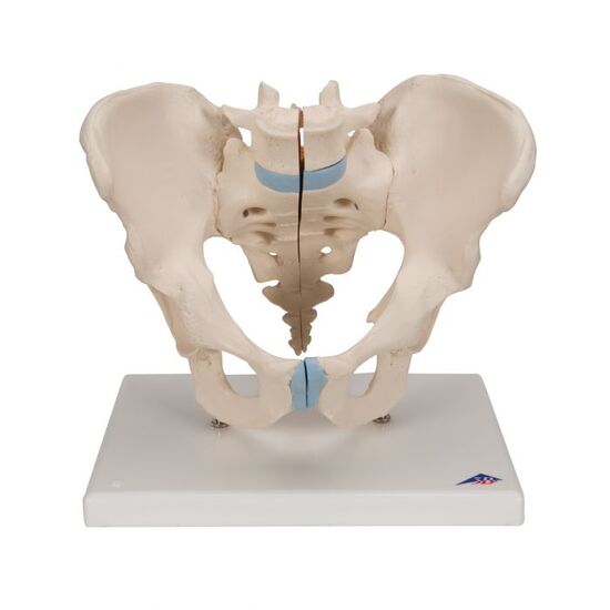 Male Pelvis Skeleton Model, 3 part – 3B Smart Anatomy