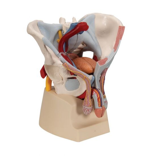 Male Pelvis Skeleton Model with Ligaments, Vessels, Nerves, Pelvic Floor Muscles & Organs, 7 part - 3B Smart Anatomy